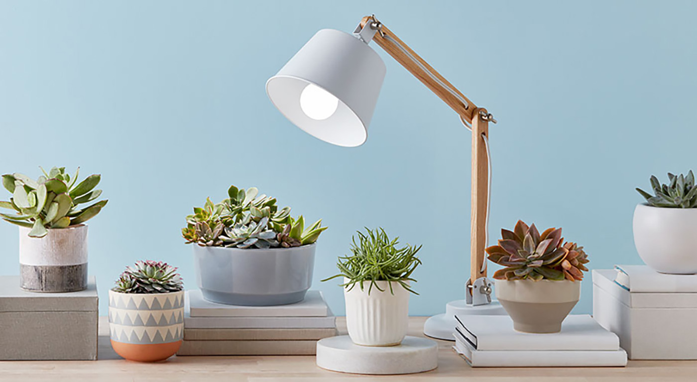 Plant and lamp